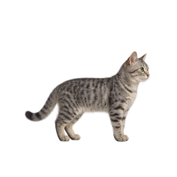 Mote's fluffy tabby cat companion