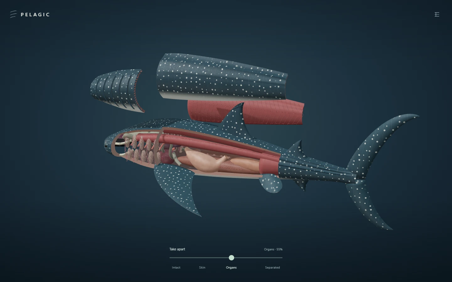 The current PELAGIC whale shark anatomy exhibit