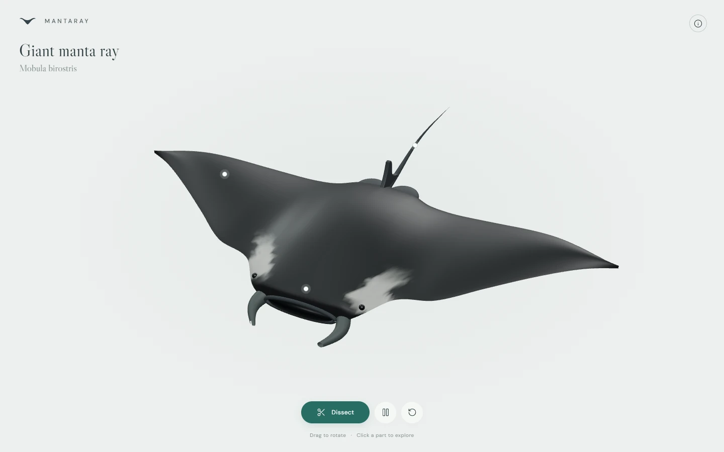 The current Mantaray study with its rendered giant manta ray